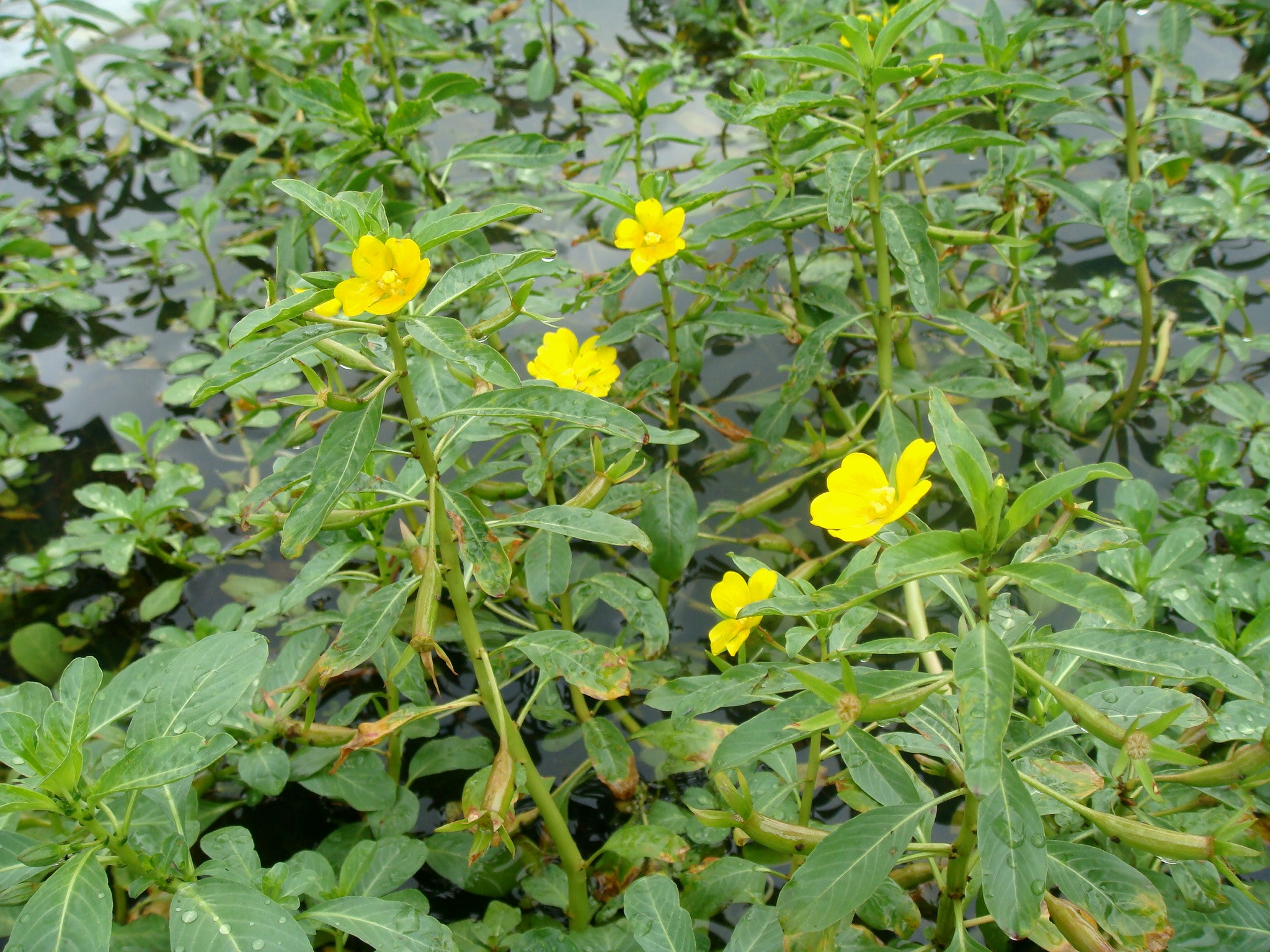 Ludwigia Peploides Kunth P H Raven Subsp Stipulacea Ohwi P H Raven